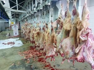 Penyembelihan hewan qurban dan pendistribusian di kamp pengungsi rakyat palestina di lebanon.