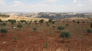 Warga Palestina Berhasil Mengembalikan Tanahnya yang Disita oleh Pemukim israel