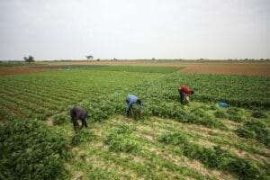 Tentara israel Hancurkan Lahan Pertanian di Perbatasan Jalur Gaza