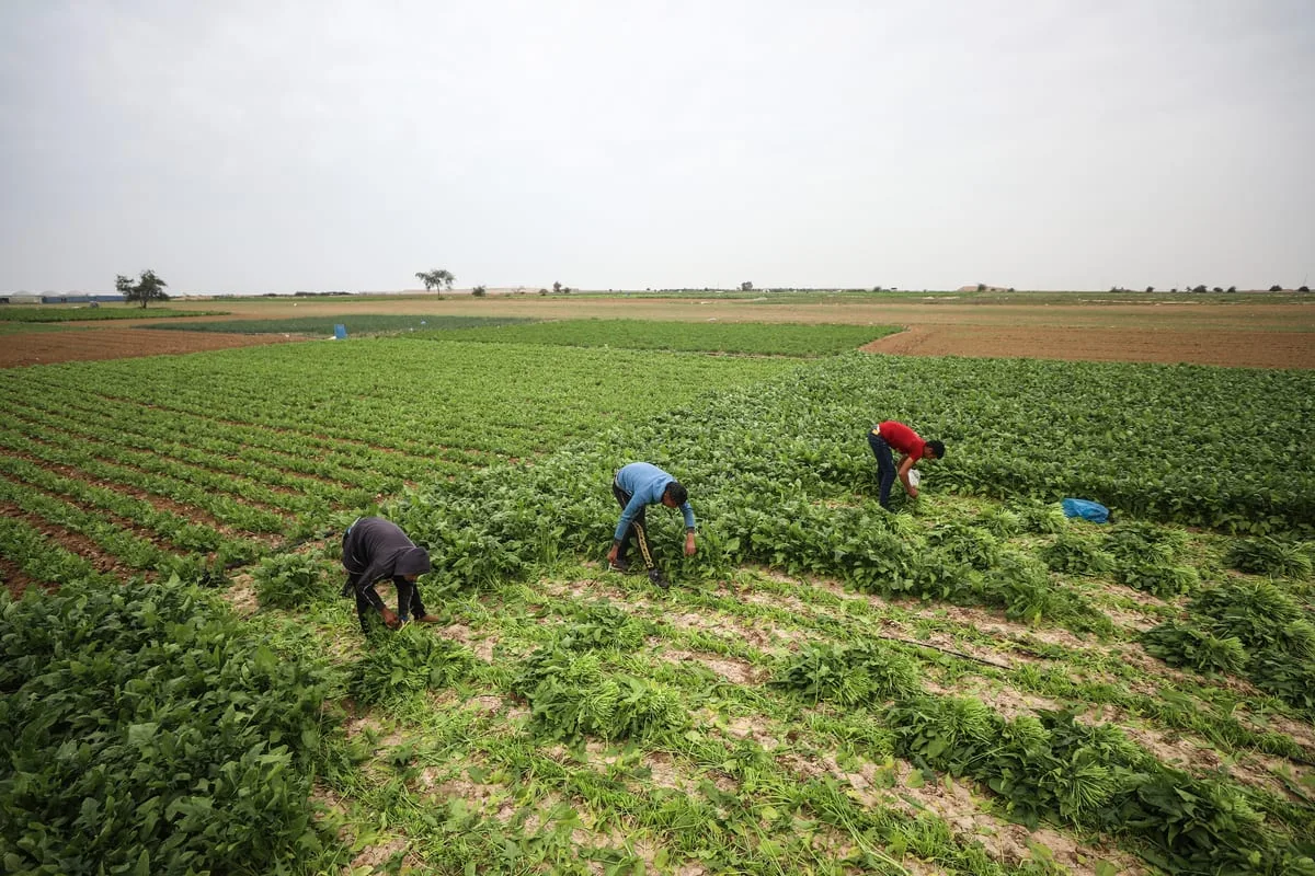 Tentara israel Hancurkan Lahan Pertanian di Perbatasan Jalur Gaza