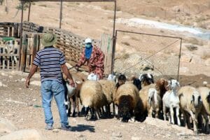 2013 10 1 a palestinian shepherd leads his sheep in the village near the west bank city of hebron